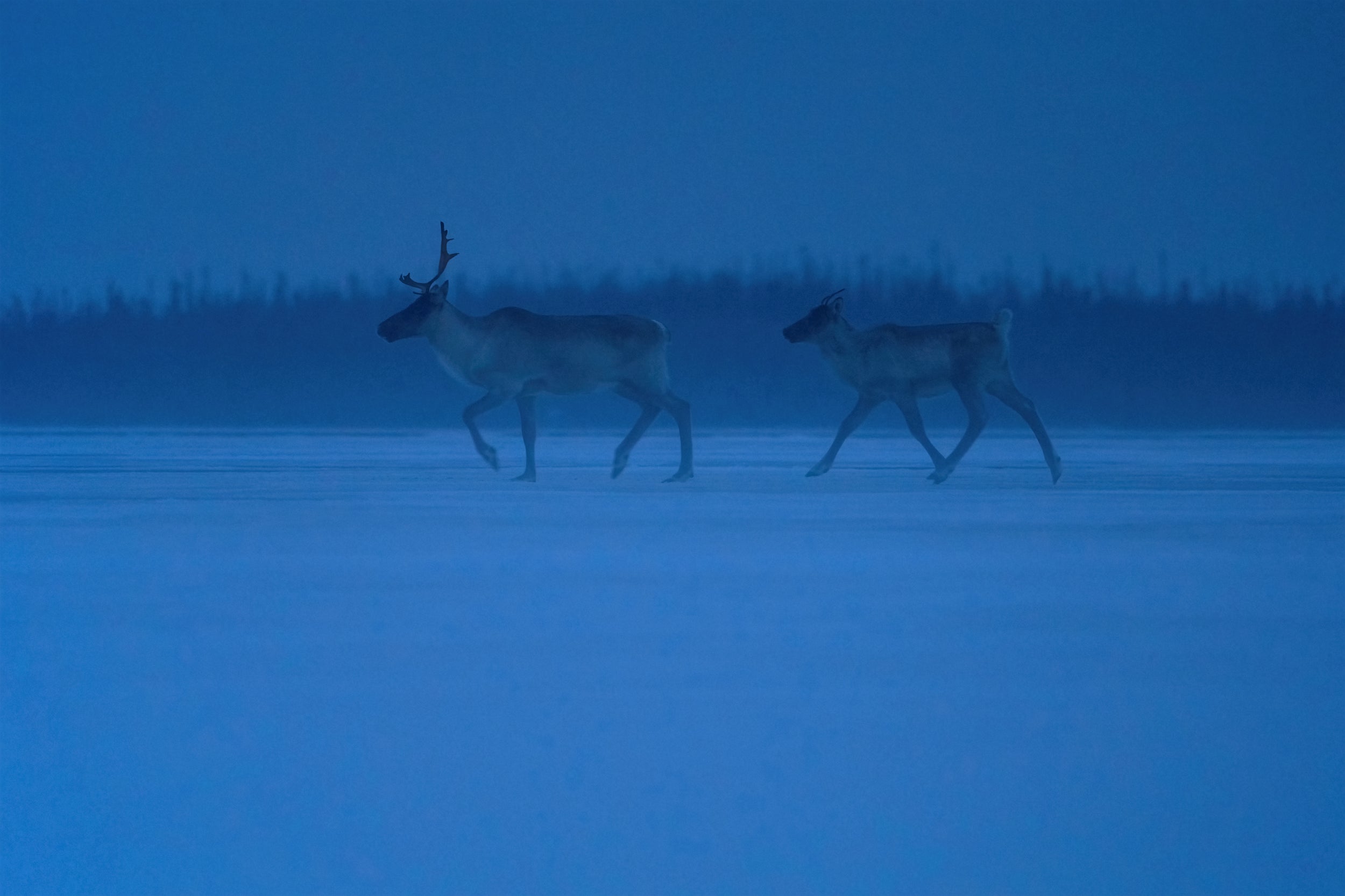 Caribou migrateur - Hiver 020