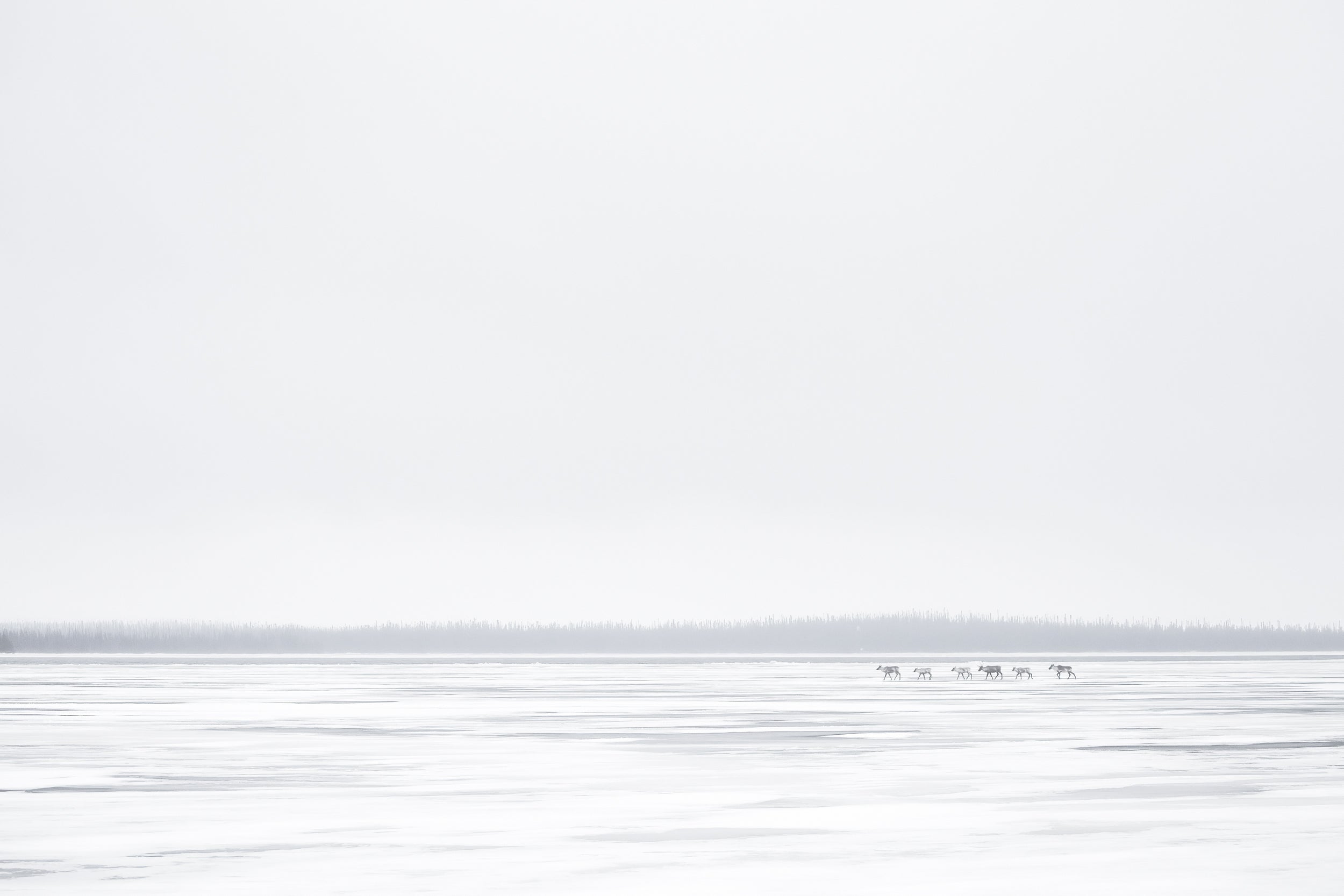 Caribou migrateur - Hiver 027