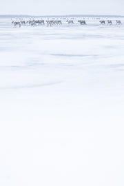 Caribou migrateur - Hiver 028