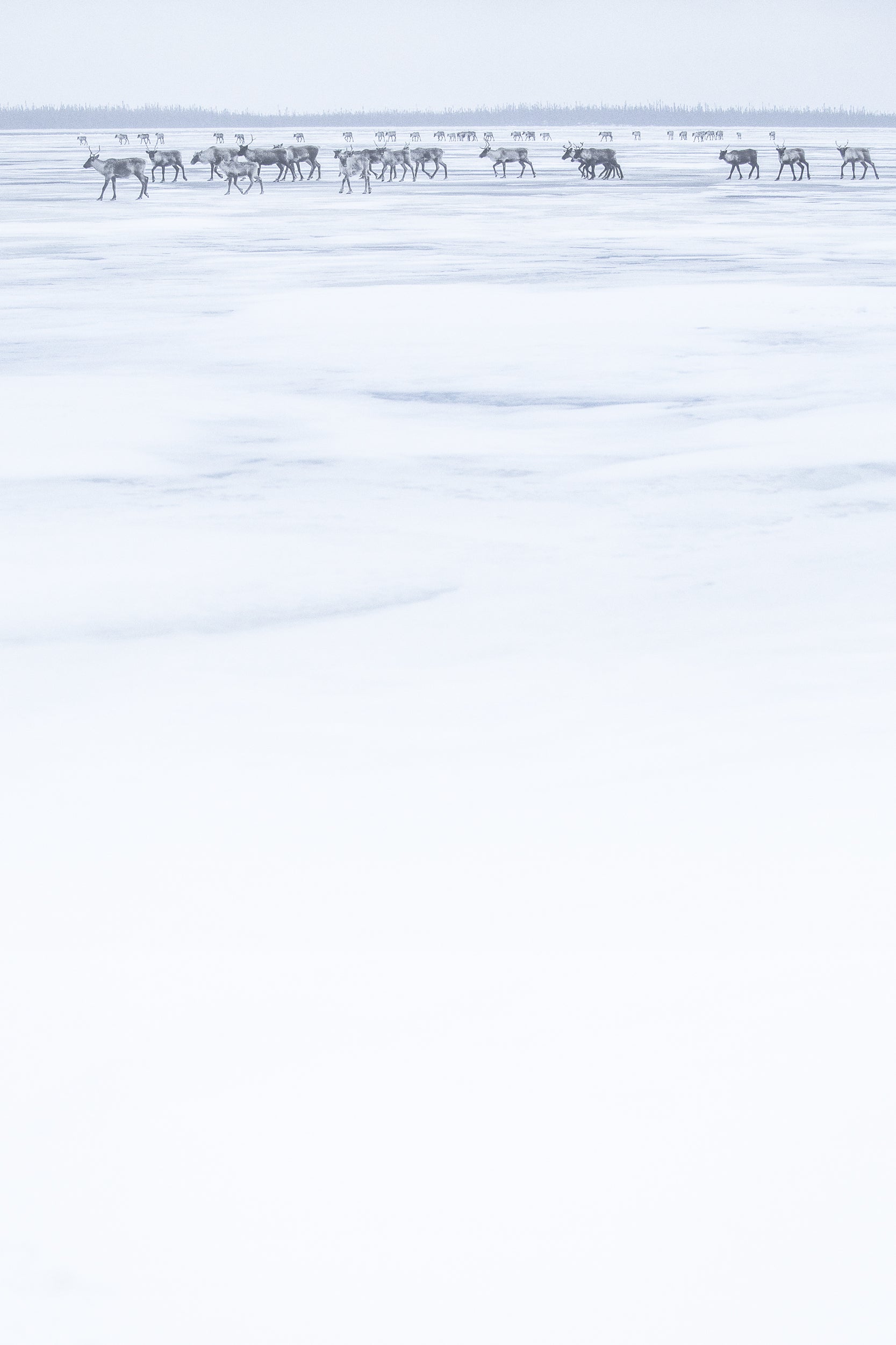 Caribou migrateur - Hiver 028