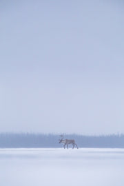 Caribou Toundra 29
