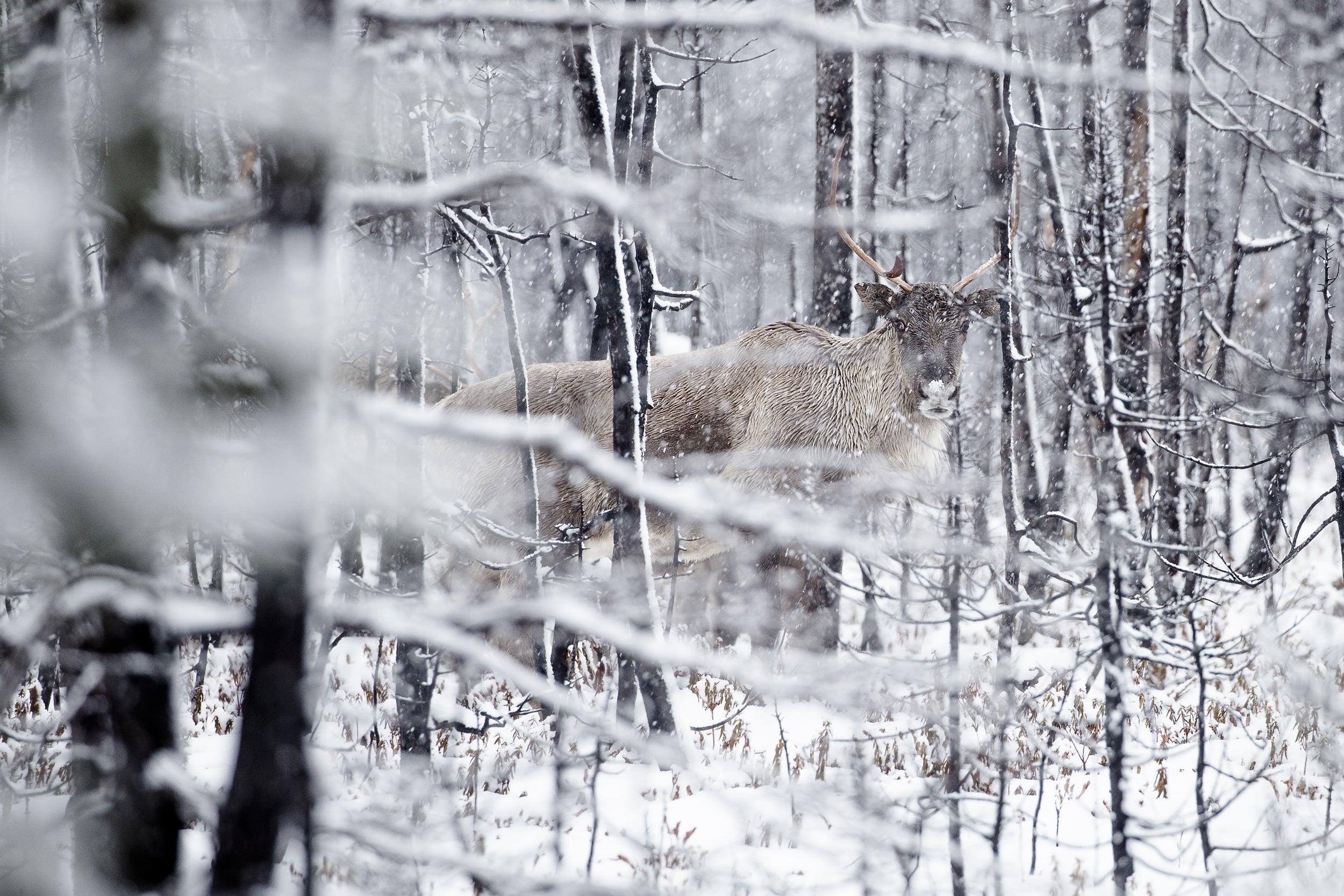 Caribou migrateur - Hiver 030