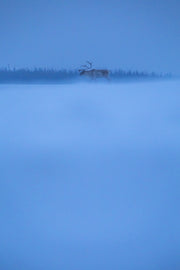 Caribou migrateur - Hiver 034