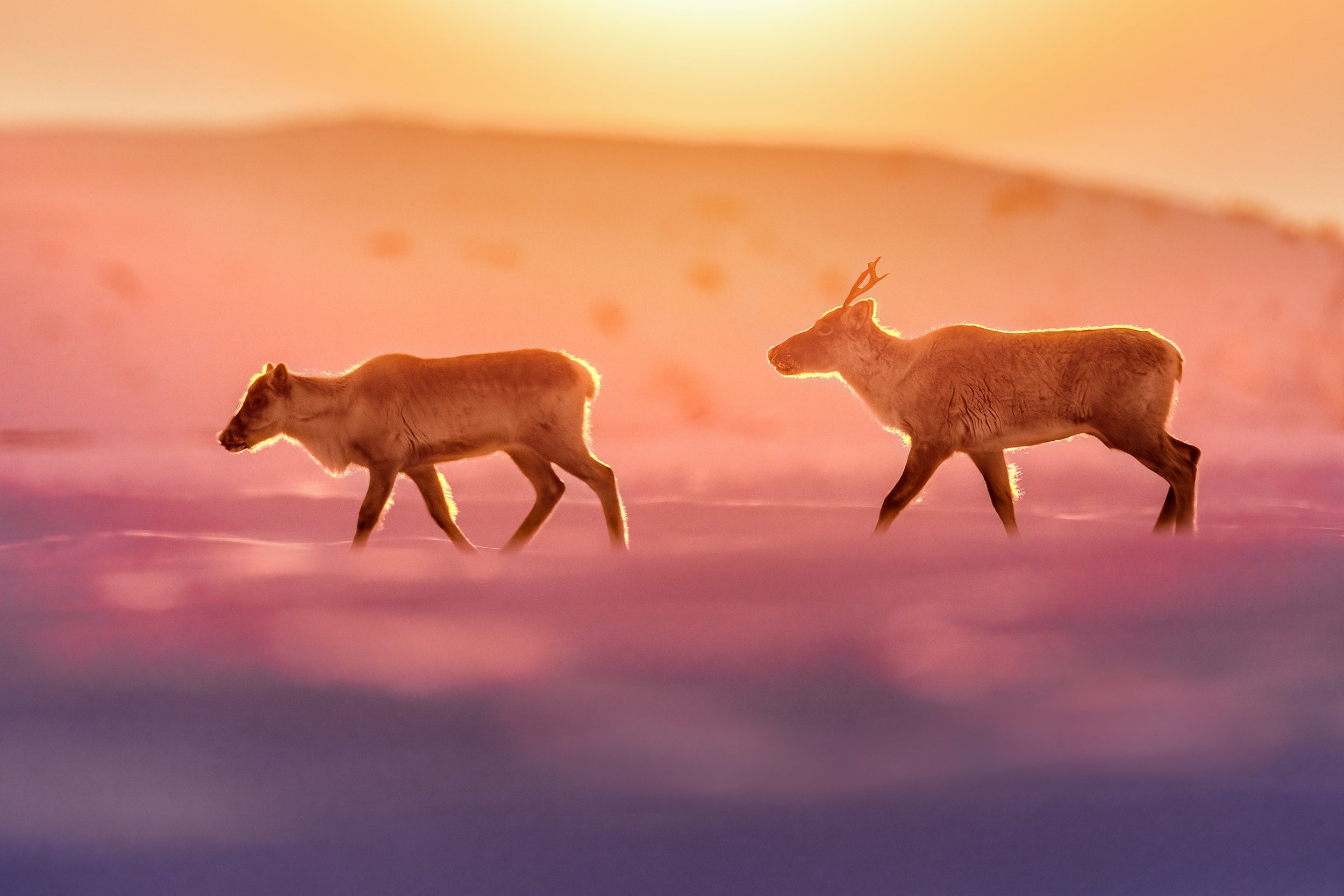 Caribou migrateur - Hiver 041