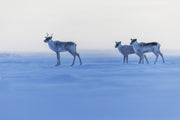 Caribou migrateur - Hiver 043
