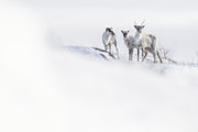 Caribou migrateur - Hiver 045