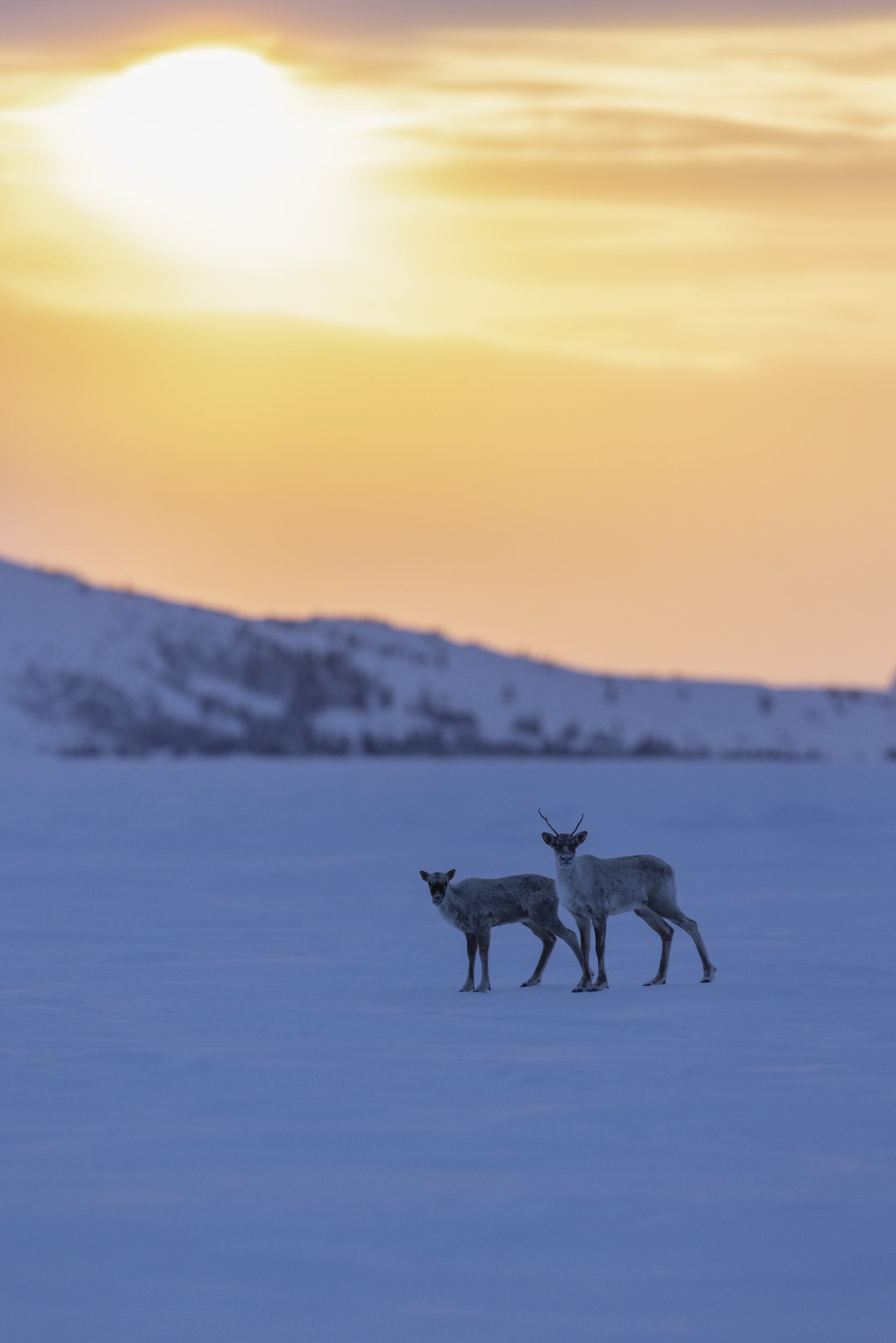 Caribou migrateur - Hiver 050