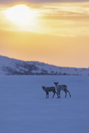 Caribou migrateur - Hiver 050