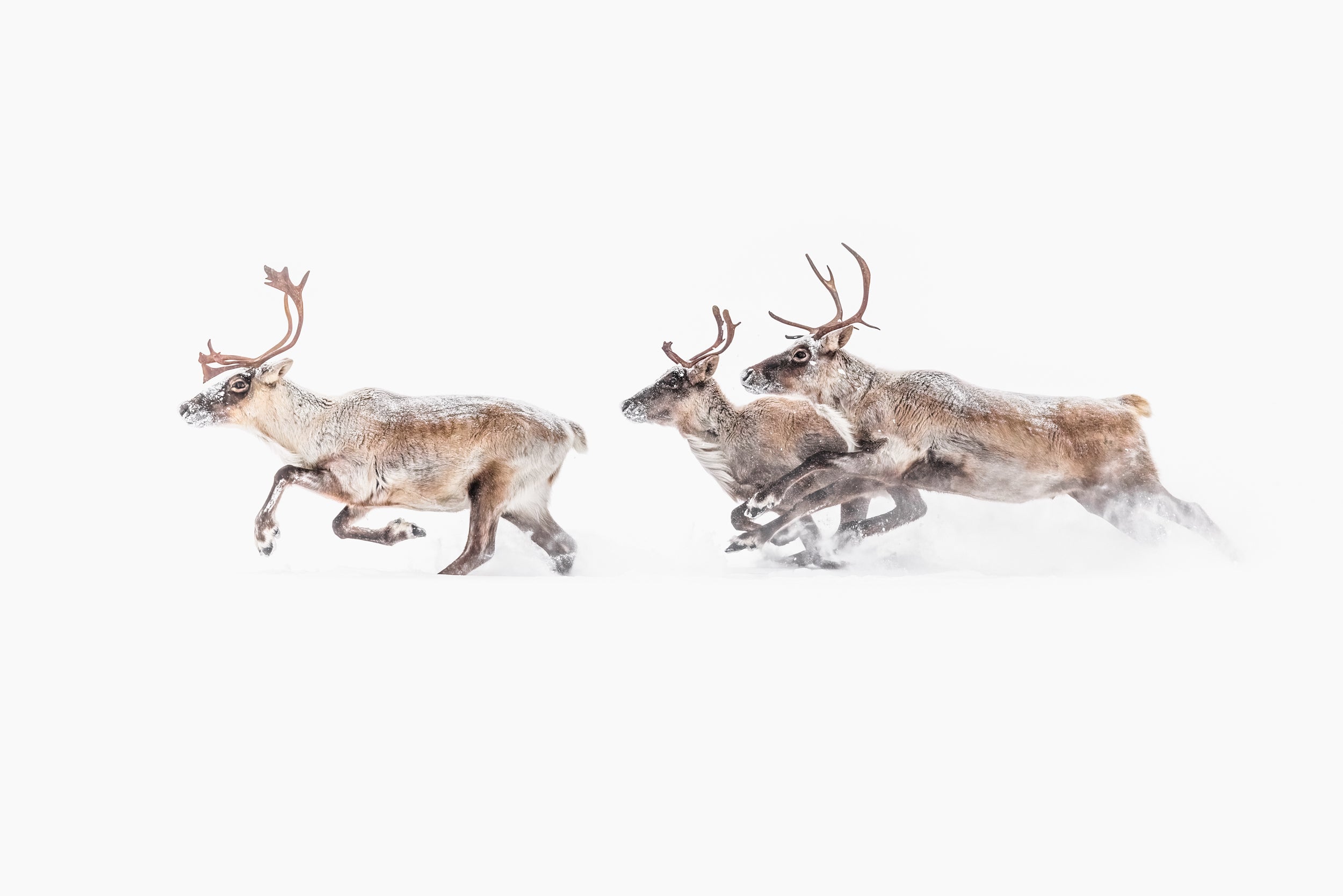 Caribou migrateur - Hiver 059