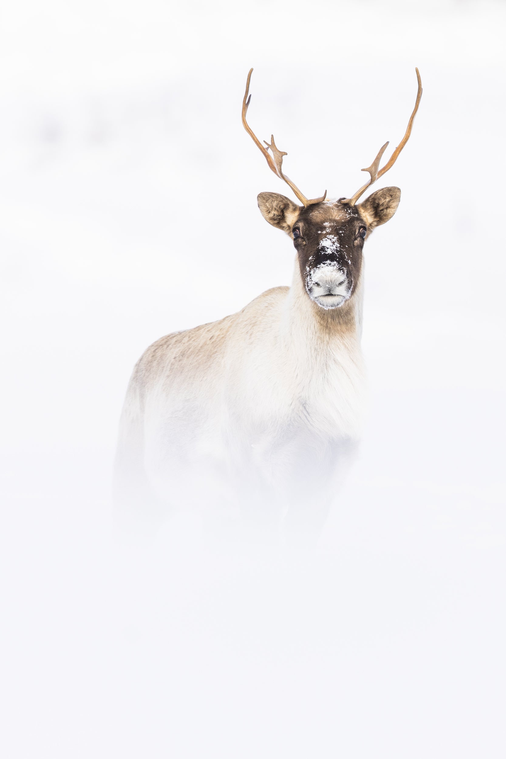 Caribou migrateur - Hiver 070