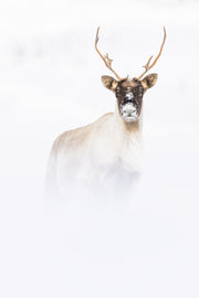 Caribou migrateur - Hiver 070