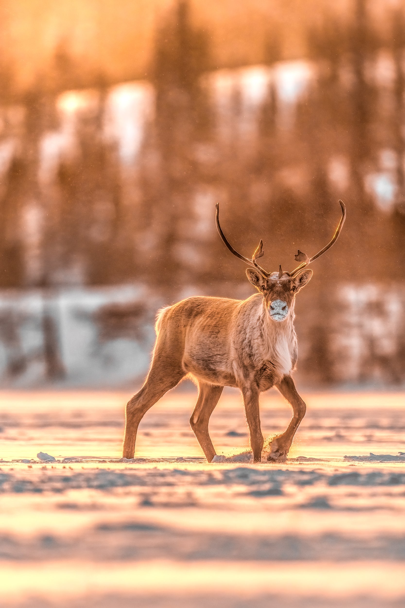 Caribou migrateur - Hiver 094
