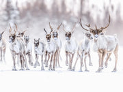 Caribou migrateur - Hiver 096