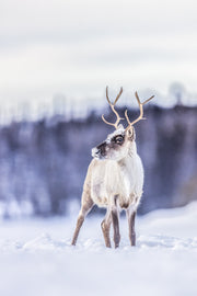 Caribou migrateur - Hiver 099