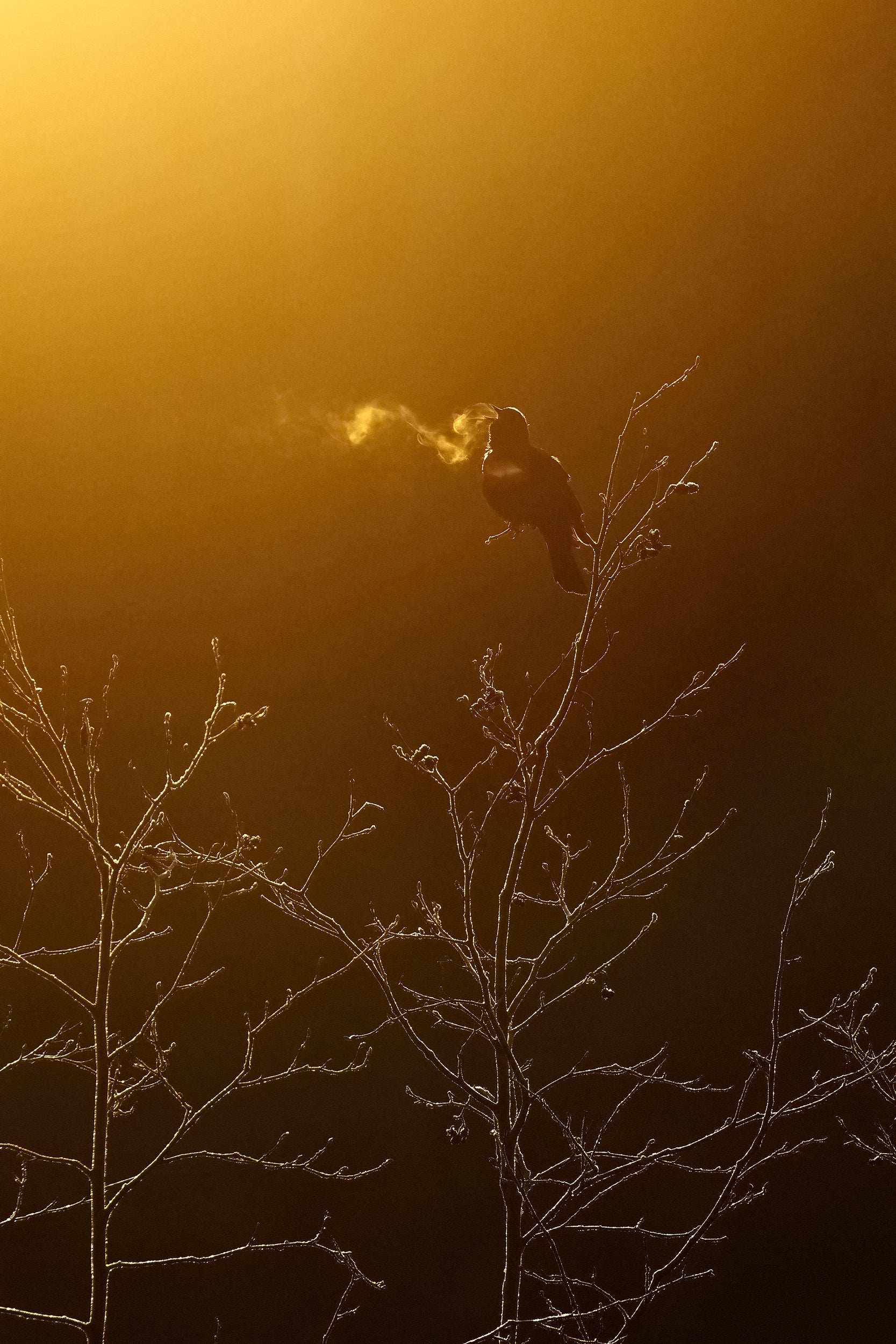 Carouge à épaulette 001