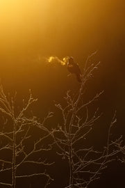 Carouge à épaulette 001