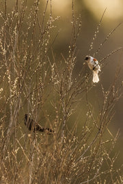 Carouge à épaulette 010