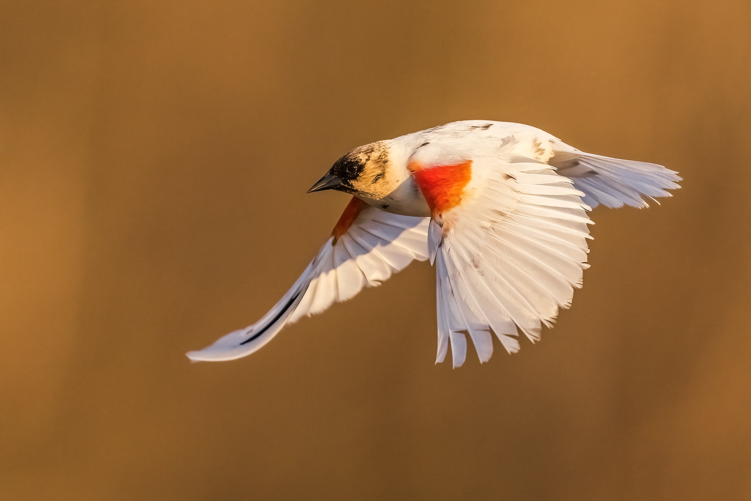 Carouge à épaulette 011