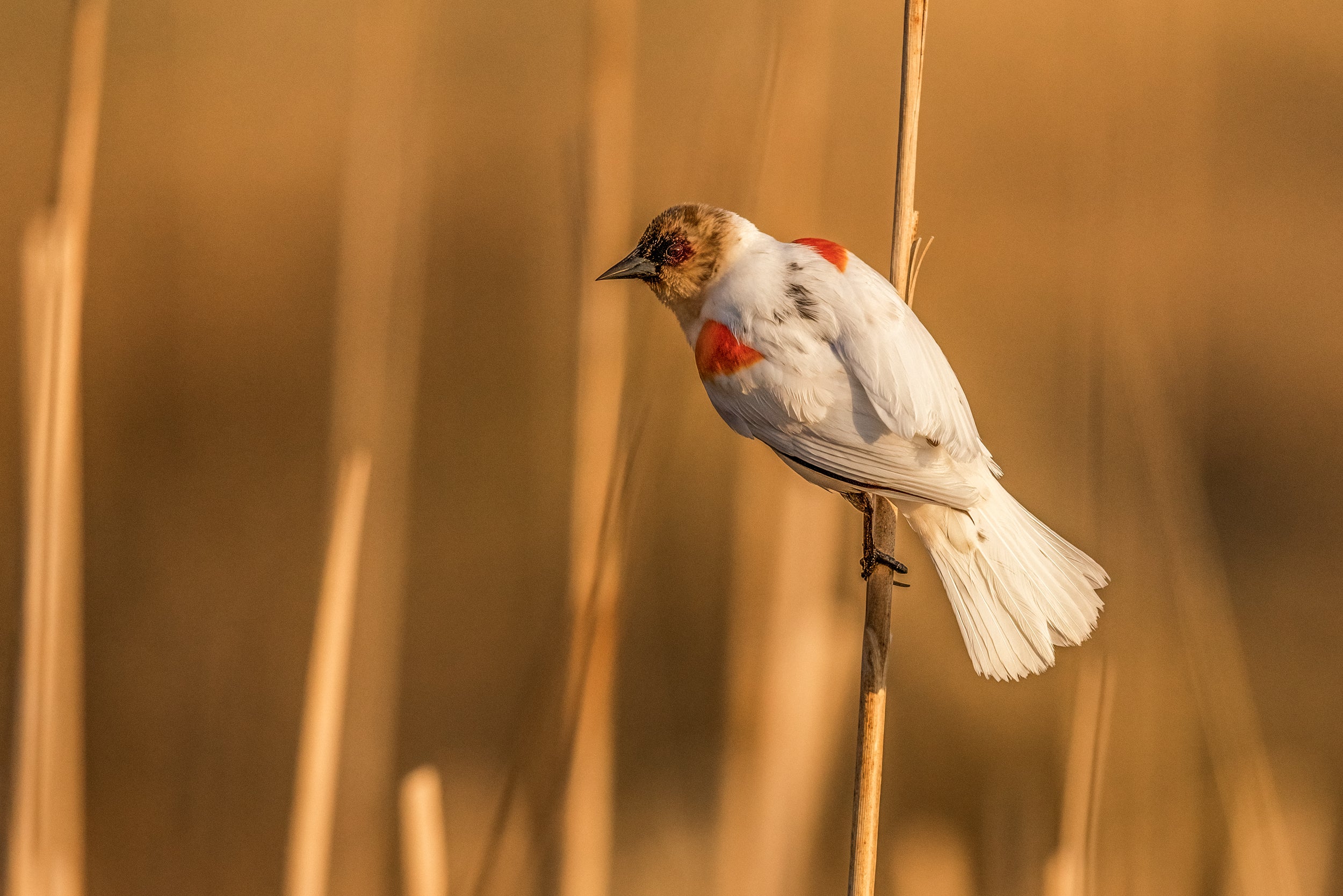 Carouge à épaulette 014
