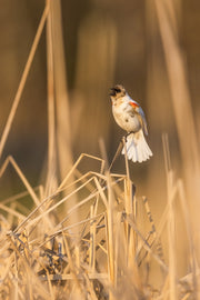 Carouge à épaulette 015
