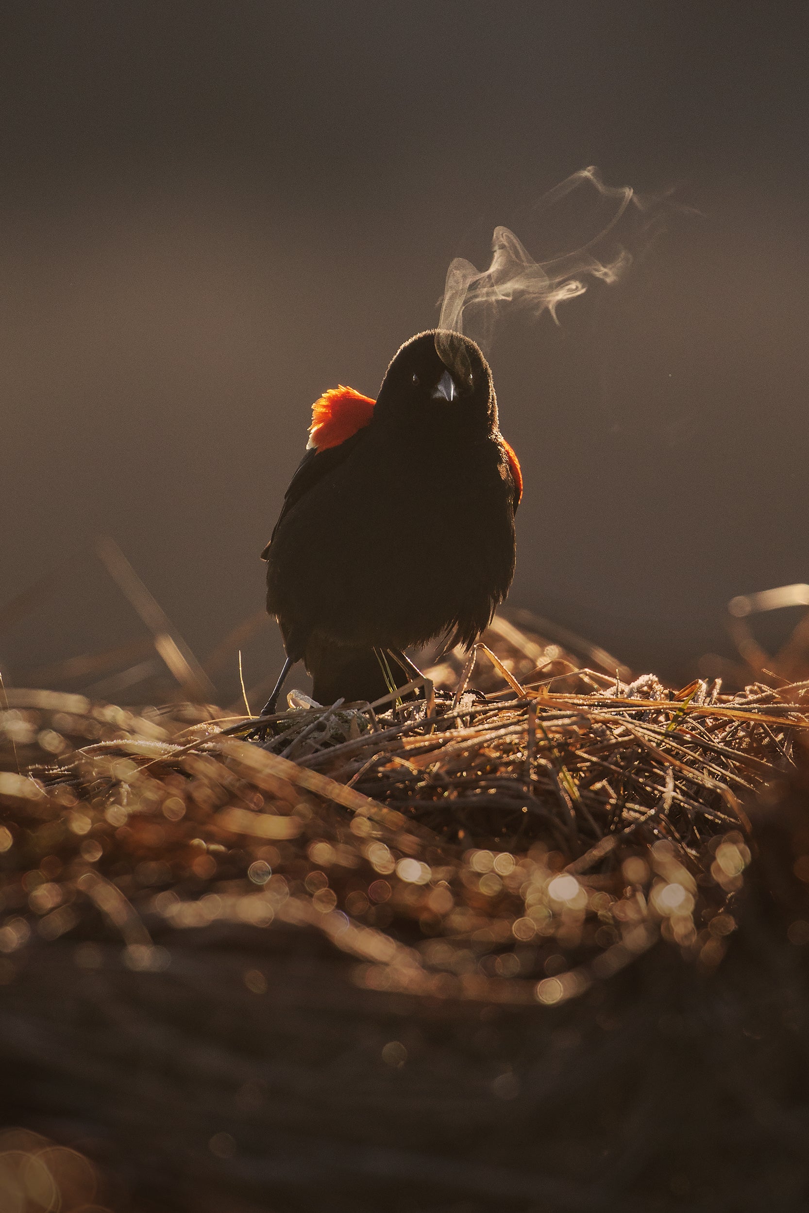 Carouge à épaulette 002