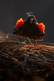 Carouge à épaulette 003