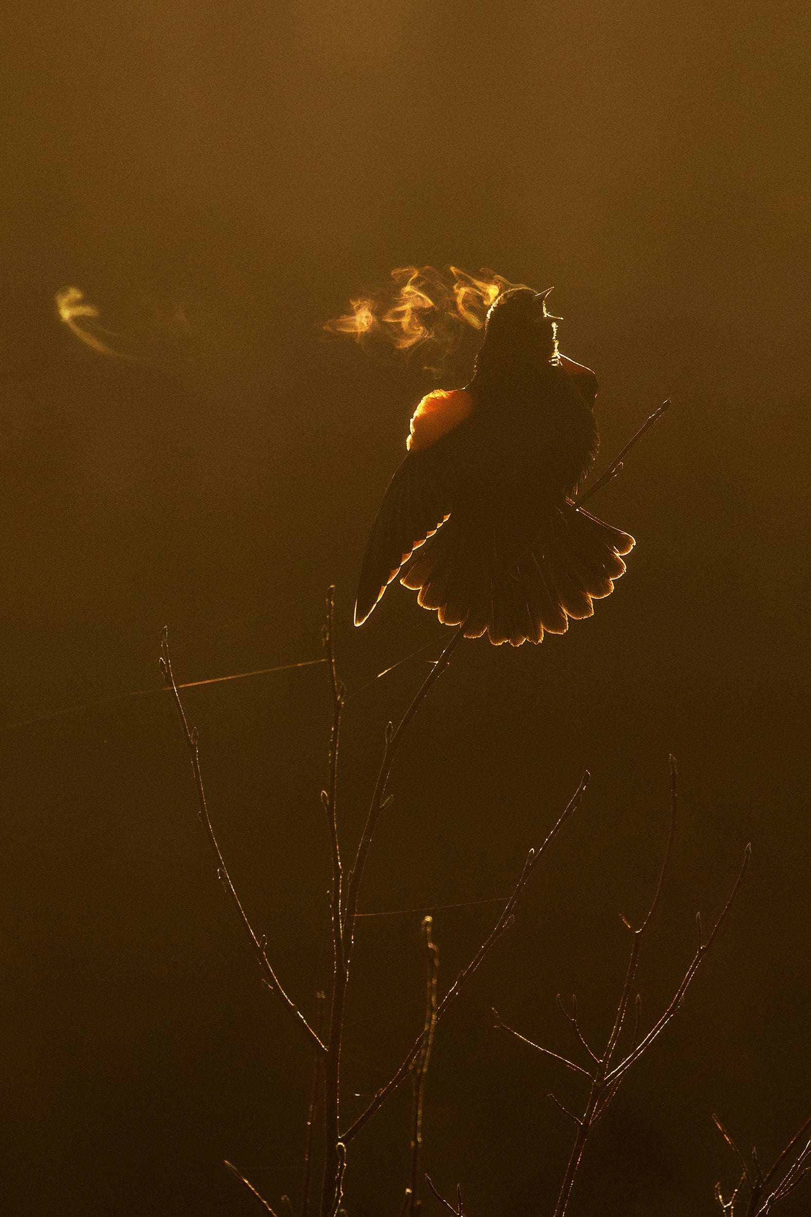 Carouge à épaulette 004