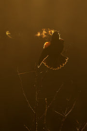 Carouge à épaulette 004