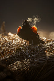 Carouge à épaulette 005