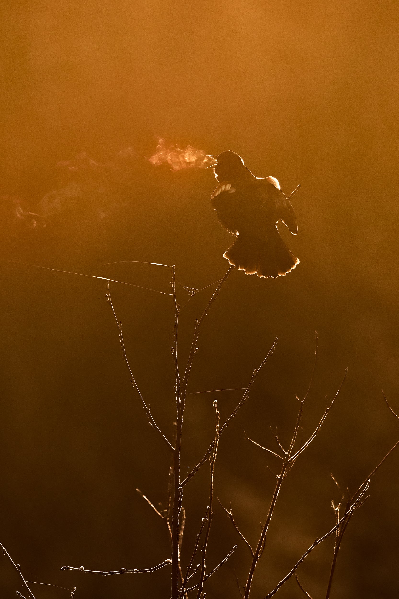 Carouge à épaulette 006