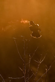 Carouge à épaulette 006