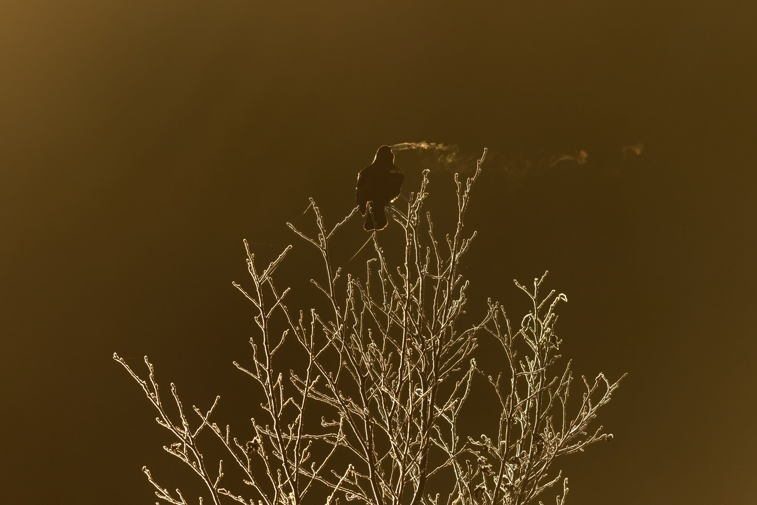 Carouge à épaulette 007