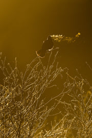 Carouge à épaulette 008