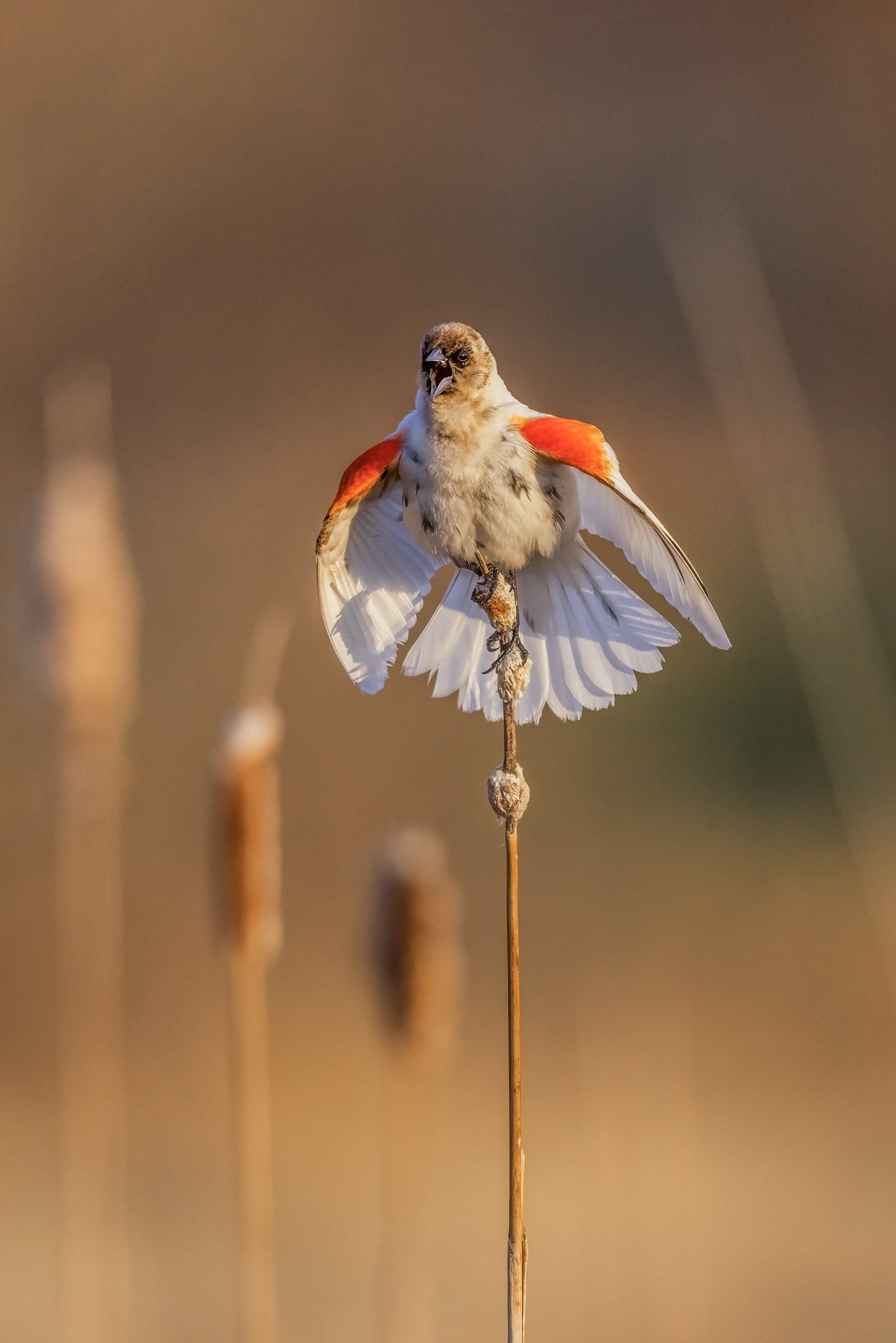 Carouge à épaulette 009