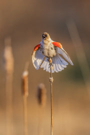 Carouge à épaulette 009