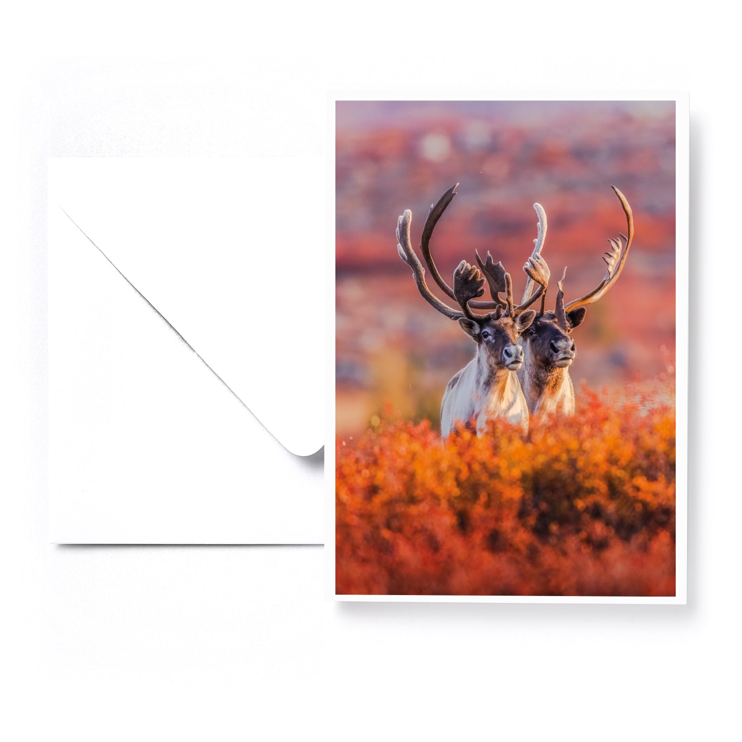 Ensemble de 5 cartes de souhaits - Artique été