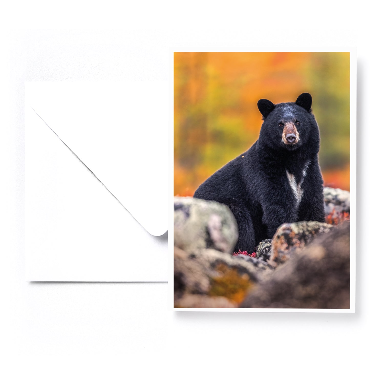 Ensemble de 5 cartes de souhaits - Artique été