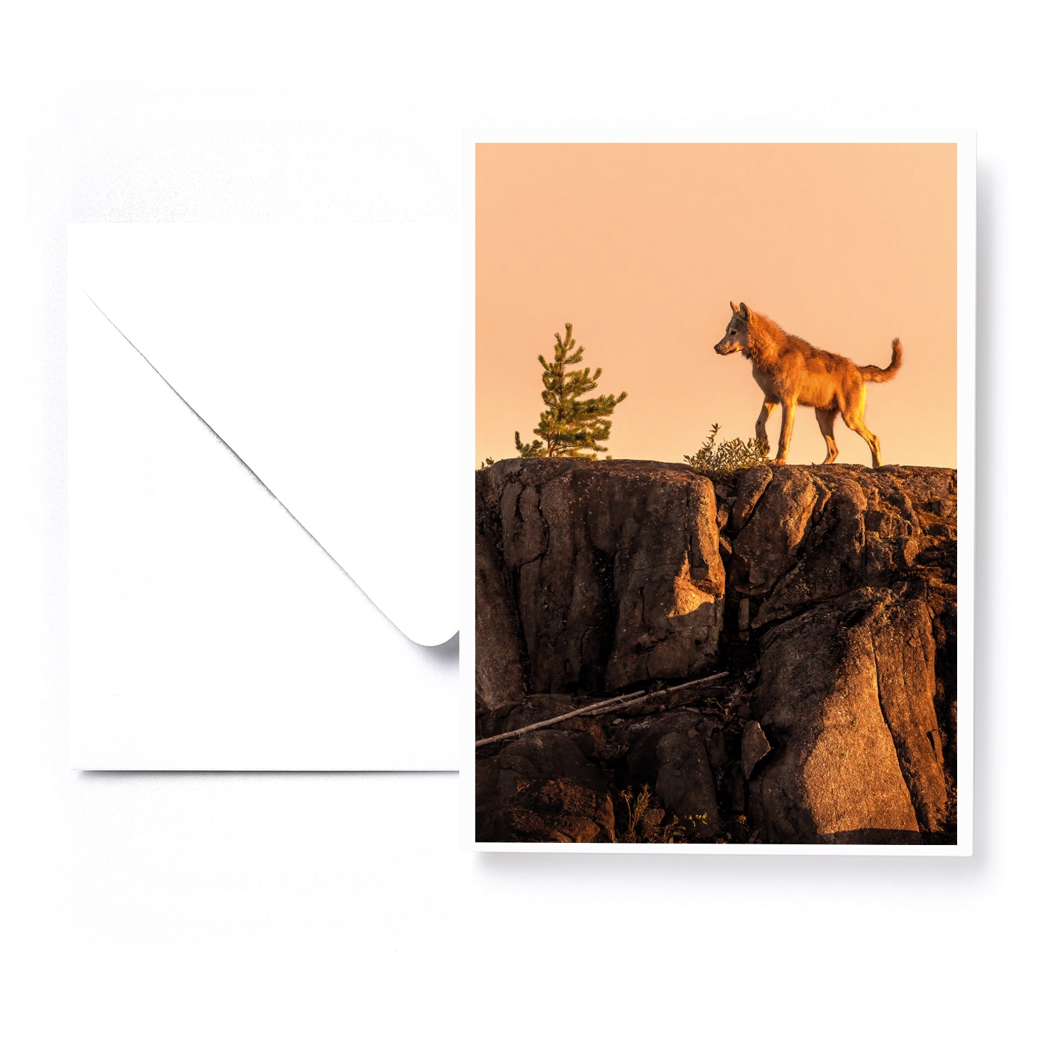 Ensemble de 5 cartes de souhaits - Artique été