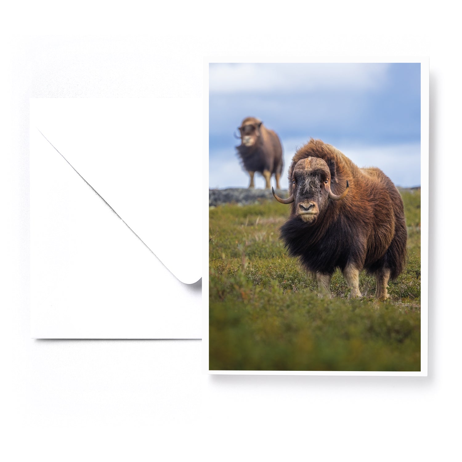 Ensemble de 5 cartes de souhaits - Artique été