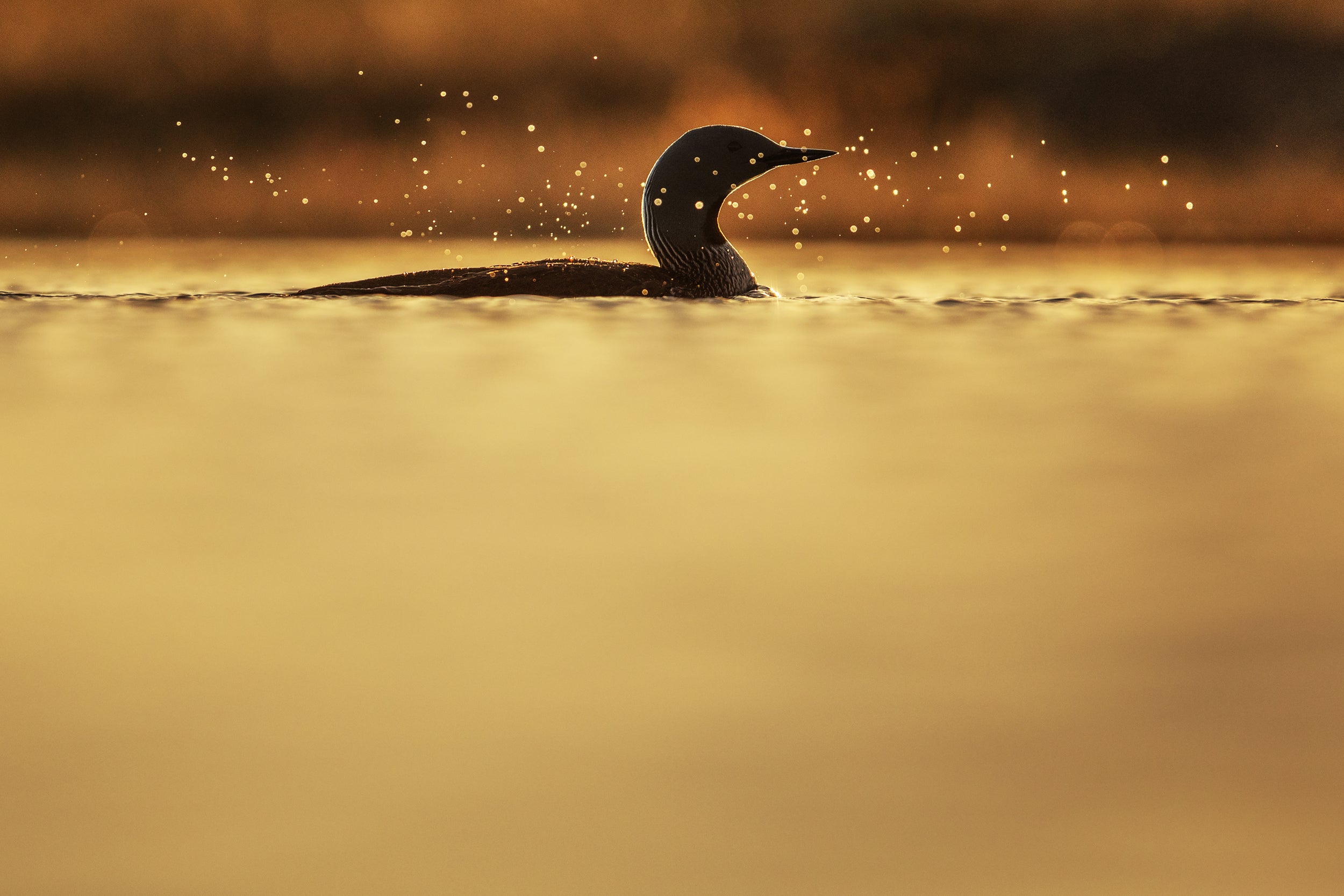 Plongeon catmarin 010