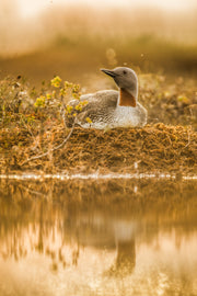 Plongeon catmarin 017