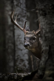 Cerf de Virginie 004