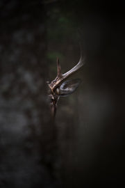 Cerf de Virginie 005