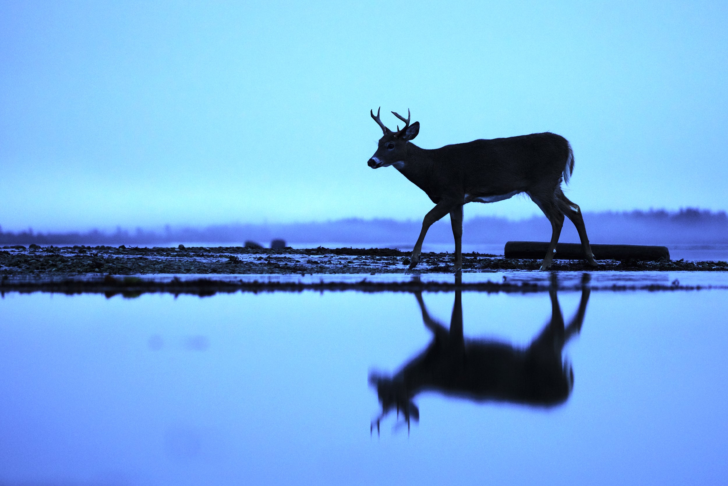 Cerf de Virginie 009