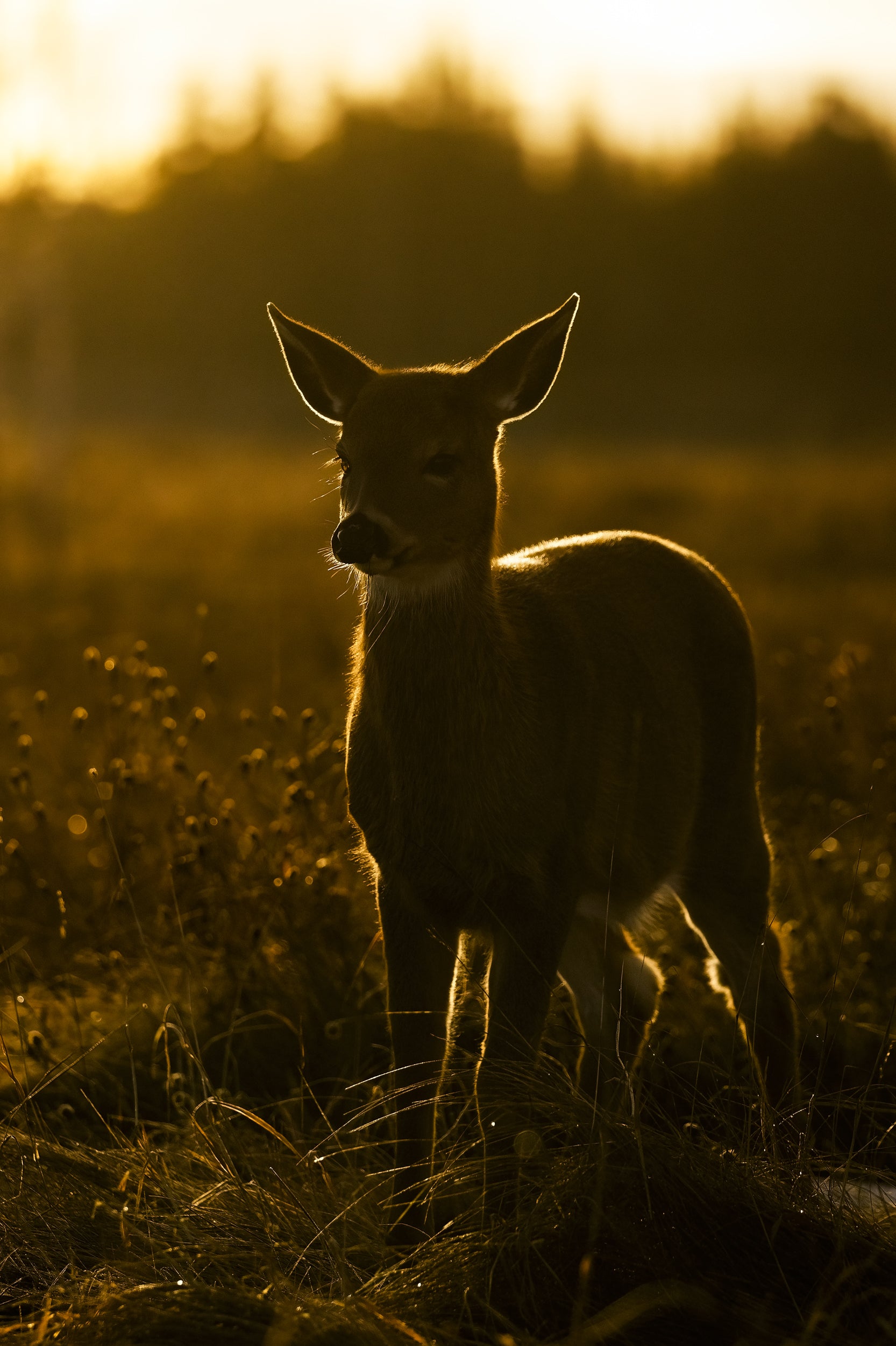 Cerf de Virginie 100