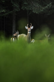 Cerf de Virginie 106