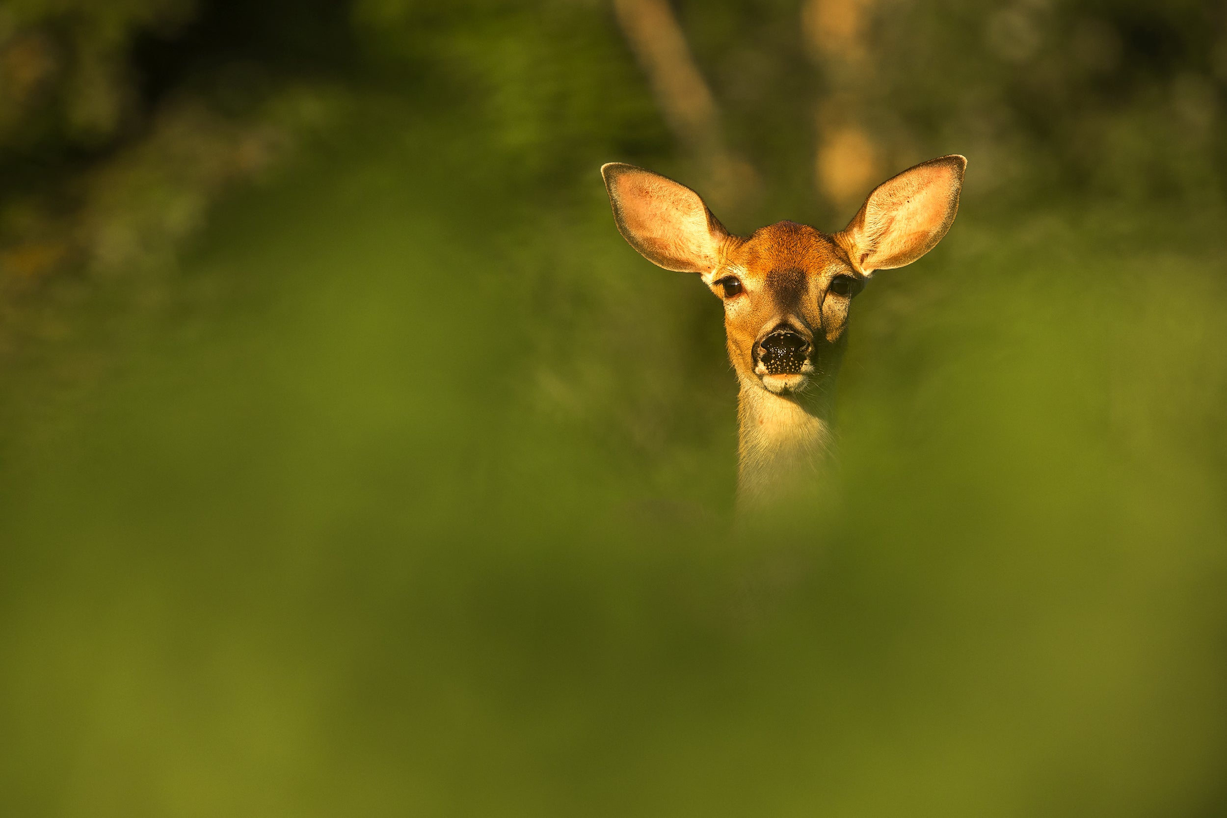 Cerf de Virginie 108