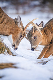 Cerf de Virginie 109