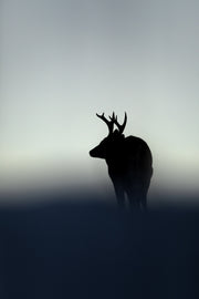 Cerf de Virginie 110