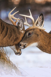 Cerf de Virginie 111